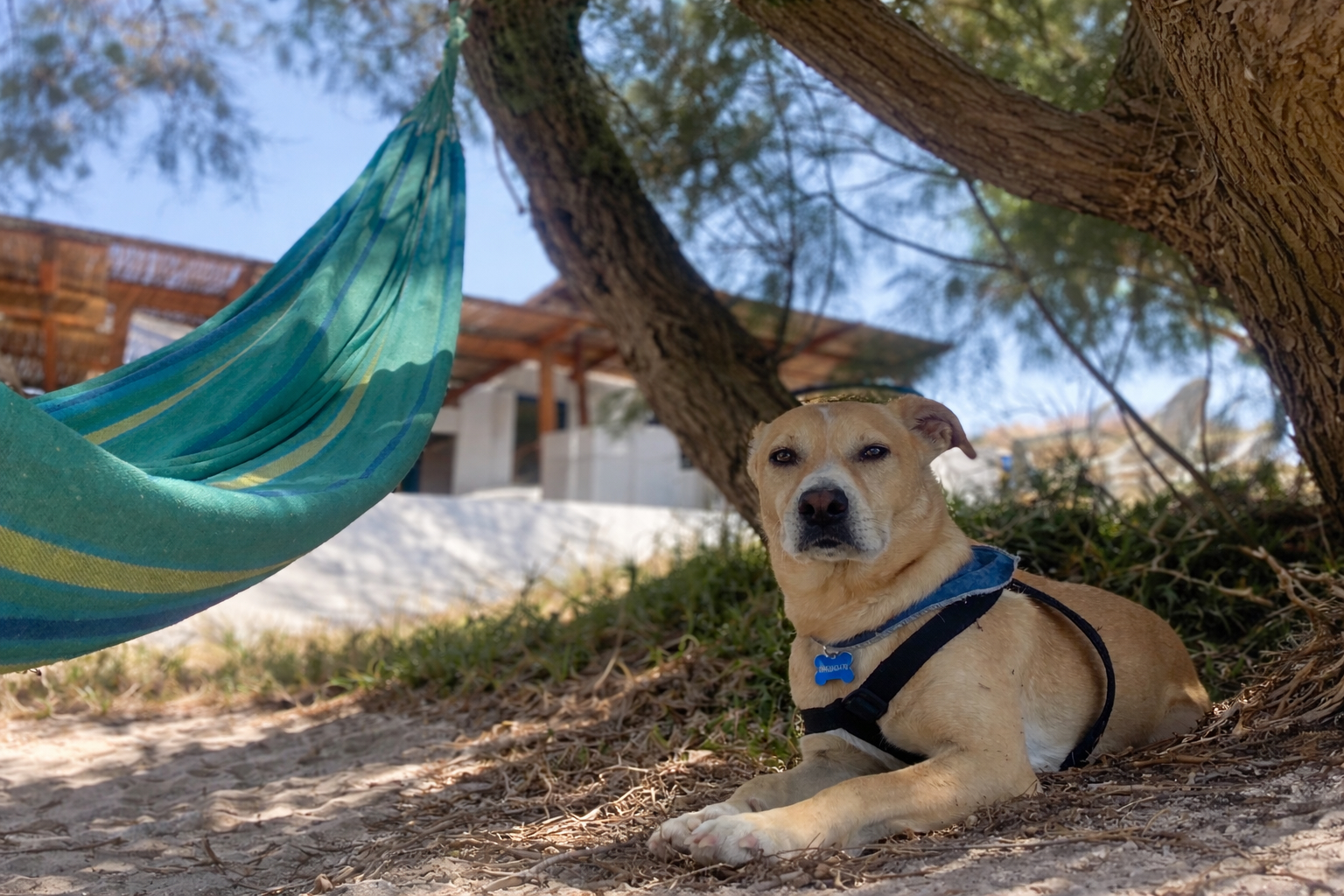 Hund liegt entspannt im Schatten unter einem Baum während eines Urlaubs mit Hund