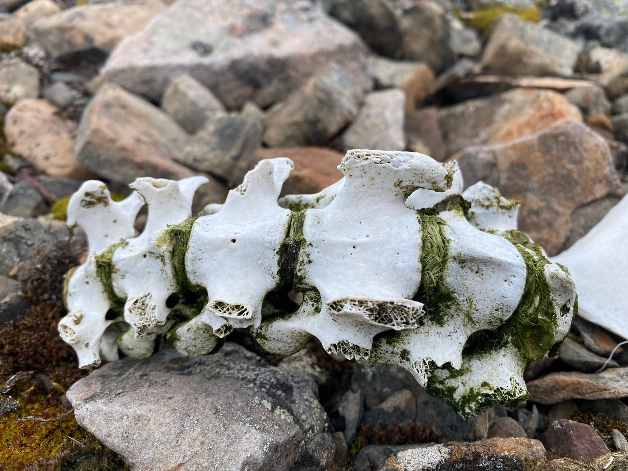 Reise buchen Forschungsprojekt Arktis Forschungsthema Arctic Science archaeologische und archaezoologische Forschungsbereiche